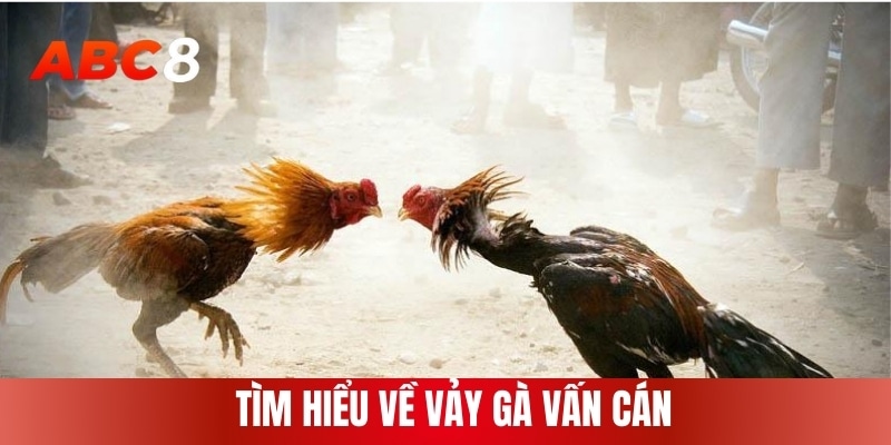 Tìm hiểu về vảy gà vấn cán