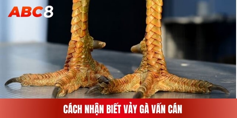 Cách nhận biết vảy gà vấn cán