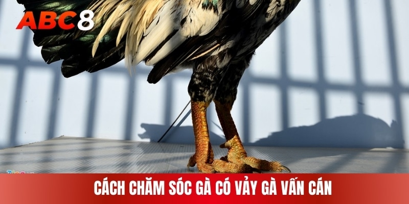 Cách chăm sóc gà có vảy gà vấn cán